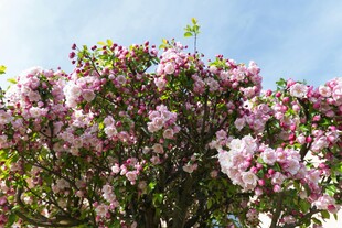 盛开的粉色繁花