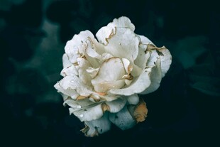 凋零白玫瑰特写