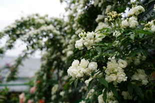 白色繁花爬满绿植墙