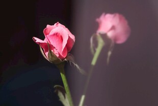 娇艳粉玫瑰特写