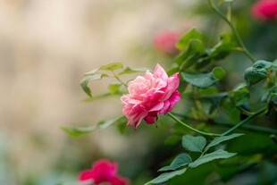 娇艳绽放的粉色月季花