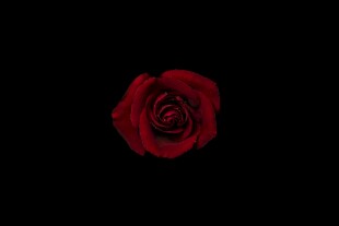 黑底红玫瑰