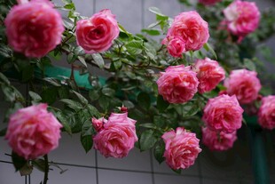 娇艳粉色蔷薇花绽放