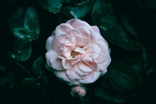 粉色娇美玫瑰花特写