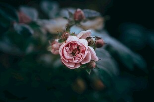 娇艳粉色玫瑰特写