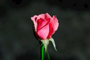 娇艳红玫瑰特写