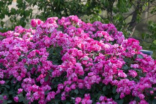 艳丽绽放的紫色花丛