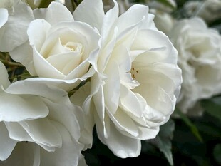 洁白优雅的白玫瑰花