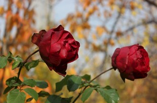 秋日绽放的两朵红玫瑰