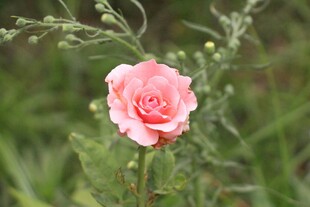 娇艳粉色花朵绽放于绿野