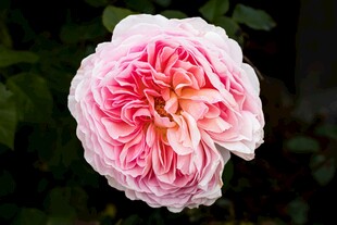 娇艳粉色月季花