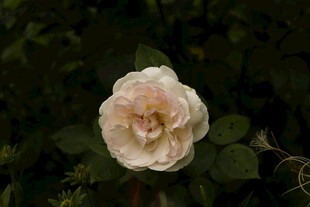 单朵淡粉色月季花绽放