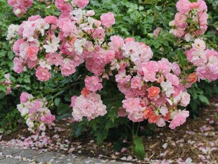 粉色绣球花绽放美景