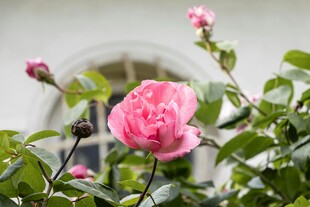 娇艳绽放的粉色月季花