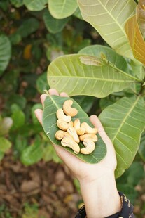 手捧新鲜黄皮果