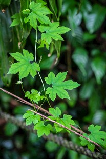 嫩绿枝叶展现盎然生机