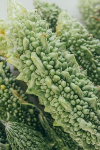 多棱疙瘩状绿色奇特植物