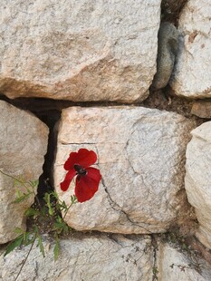 石缝中的红色虞美人 