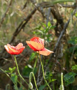 两朵娇艳的红色虞美人花
