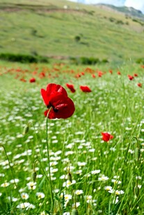 田野中的艳丽红色虞美人 