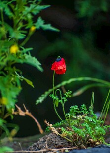娇艳虞美人绽放于绿植间