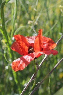 娇艳虞美人 绽放于绿野
