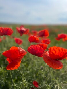 田野中的艳丽红色虞美人