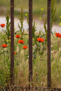 铁栏后的艳丽红色虞美人 