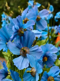 蓝色花朵绽放的美丽瞬间