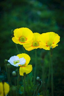 黄色白边虞美人花绽放