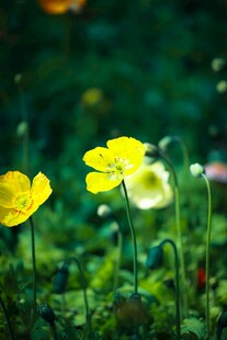 黄色小花绽放于绿意间