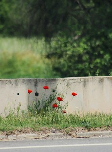 墙边绽放的艳丽虞美人
