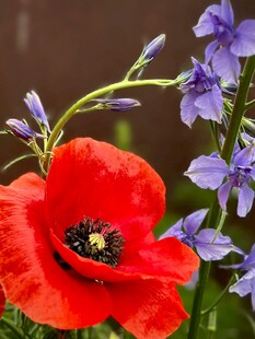 虞美人与紫色小花