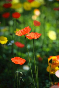 多彩虞美人绽放于花丛