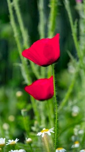 两朵娇艳虞美人