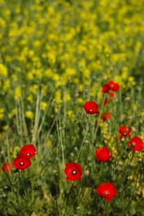 金黄花田中绽放的虞美人