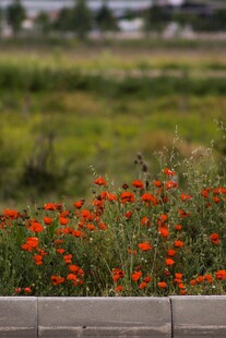 木栏旁盛放的鲜艳小红花