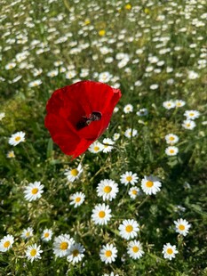 虞美人绽于雏菊丛中