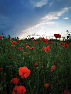 花海中的虞美人