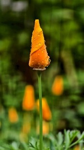 橙色花朵绽放于绿意间