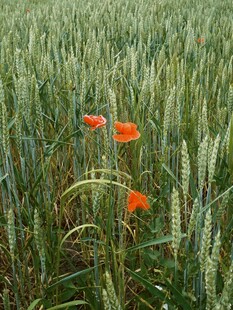 麦田中的艳丽虞美人