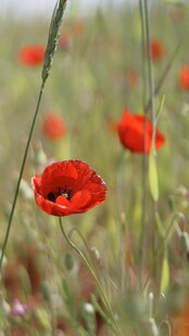 田野中的艳丽红色虞美人