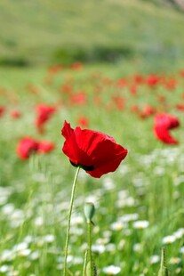 田野中绽放的鲜艳虞美人