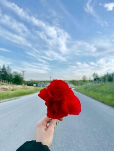 手持红花于旷野之路