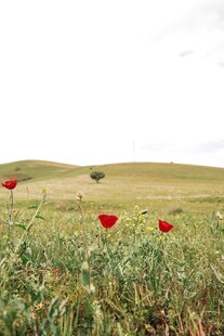 田野中的艳丽红色虞美人