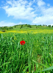田野中独绽的鲜艳红花