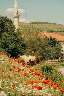 田园牧场景色中的艳丽花丛