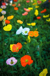 多彩花丛中的美丽景致