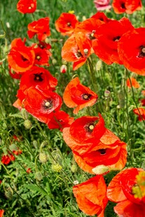 鲜艳虞美人绽放于绿野