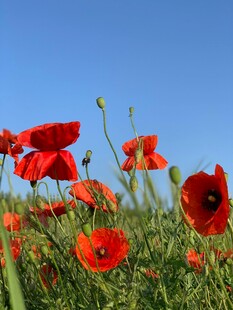 田野中的艳丽红色虞美人